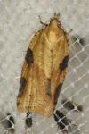 Clepsis spectrana