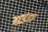 Bactra furfurana