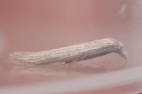 Pterolonche douxi