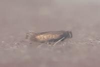 Stigmella atricapitella