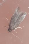 Apateona hispanicum