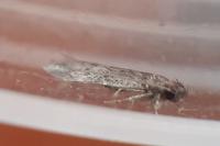 Apateona hispanicum