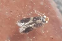 Ectoedemia caradjai