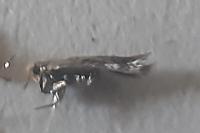Stigmella viscerella