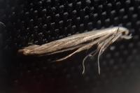 Coleophora ornatipennella