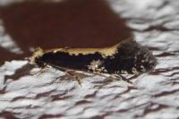 Monopis obviella