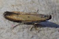 Mesophleps trinotella