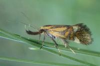 Alabonia staintoniella