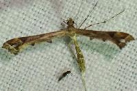 Amblyptilia acanthadactyla
