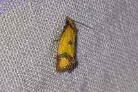 Agapeta zoegana