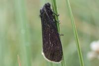 Typhonia ciliaris