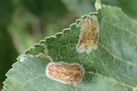 Callisto denticulella