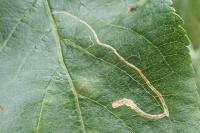 Lyonetia clerkella