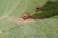 Phyllonorycter lantanella
