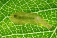 Coptotriche angusticollella