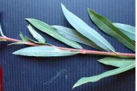 Phyllonorycter