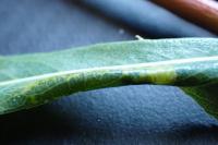 Phyllonorycter