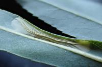 Phyllonorycter