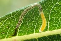 Mompha raschkiella