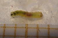 Phyllonorycter