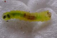 Phyllonorycter