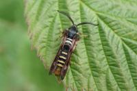 Pennisetia hylaeiformis