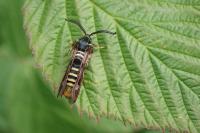 Pennisetia hylaeiformis