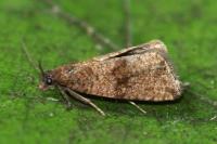 Celypha striana
