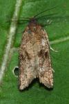 Celypha striana