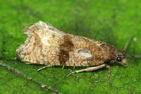 Celypha striana