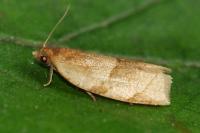 Clepsis rurinana