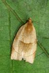Clepsis rurinana