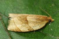 Clepsis rurinana