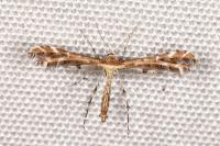 Oxyptilus
