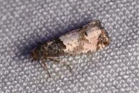 Notocelia incarnatana