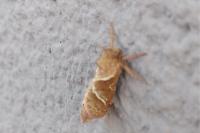 Triodia sylvina