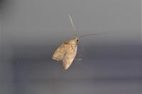 Carcina quercana