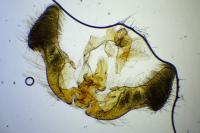 Eucosma cana