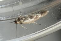 Scythris limbella