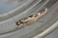 Scythris limbella