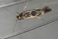 Scythris limbella