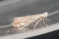 Phyllonorycter mannii