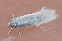 Elachista argentella