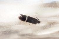 Aproaerema azosterella
