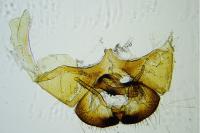 Cephimallota crassiflavella