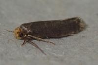 Cephimallota crassiflavella