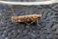 Scrobipalpa ocellatella
