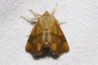 Apoda limacodes