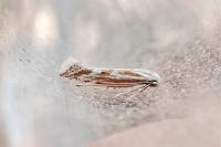 Ptocheuusa paupella