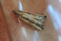 Bactra venosana